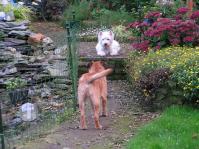 Klik op de foto voor groter formaat